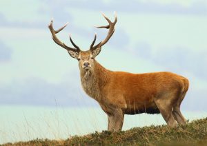 October is the prime time to see the Exmoor Red Deer