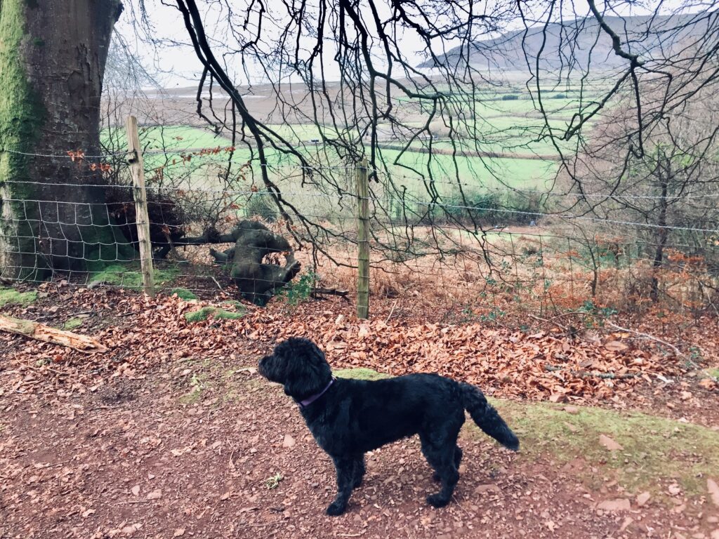 November dog walk to Porlock Weir on our Exmoor holiday at Maxwelton, Porlock