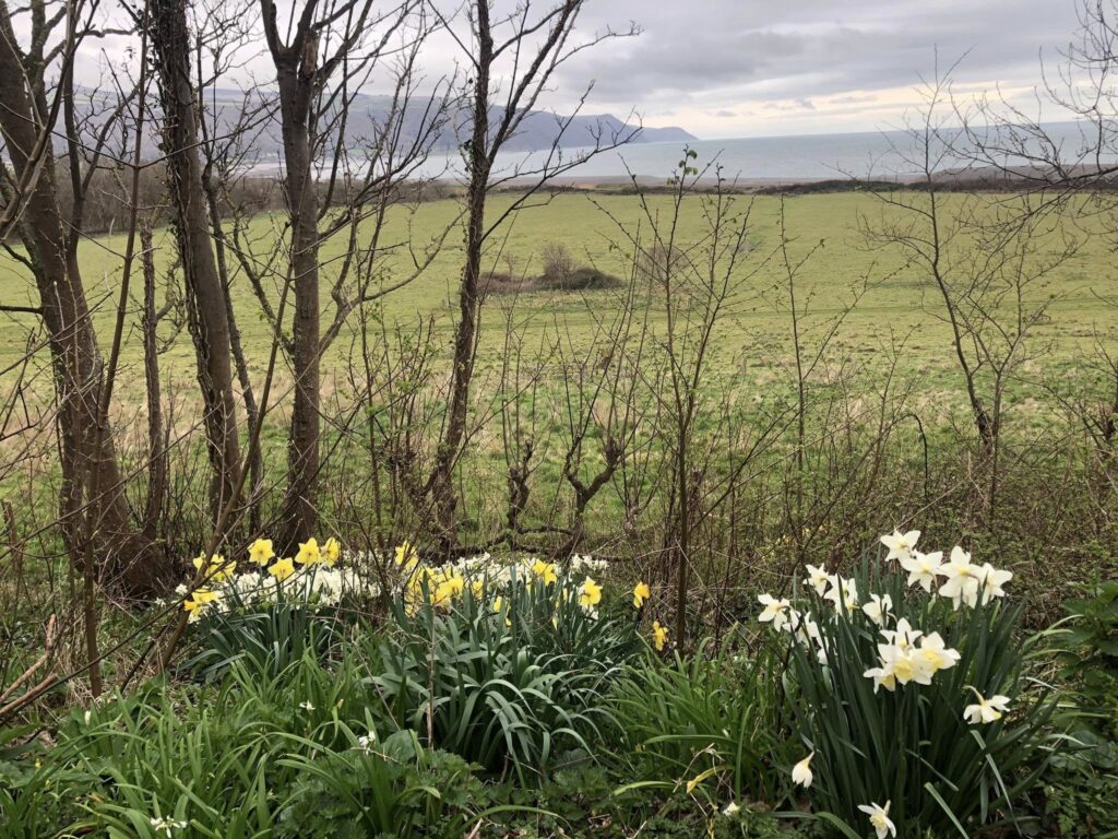 Spring flowers on dog walk overlooking Porlock Bay