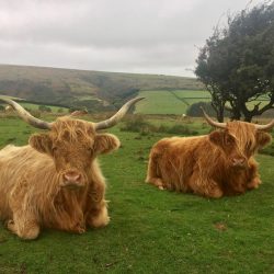 Cows on Porlock Hill