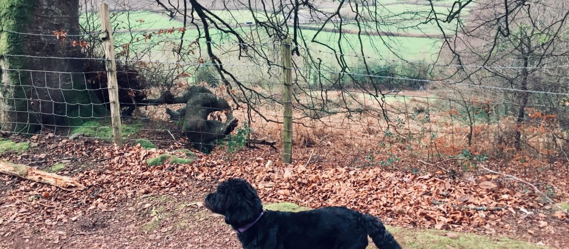 November dog walk to Porlock Weir on our Exmoor holiday at Maxwelton, Porlock