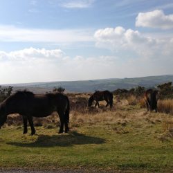 Ponies March 14