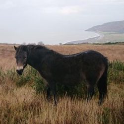 Pony on Porlock Hill
