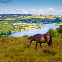 dreamstime_m_26054937 exmoor pony