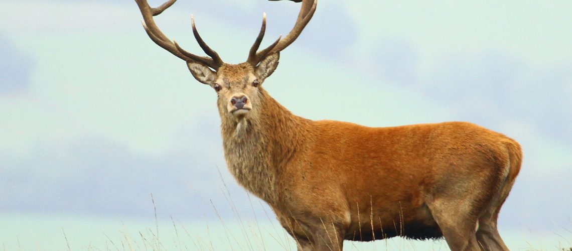 October is the prime time to see the Exmoor Red Deer